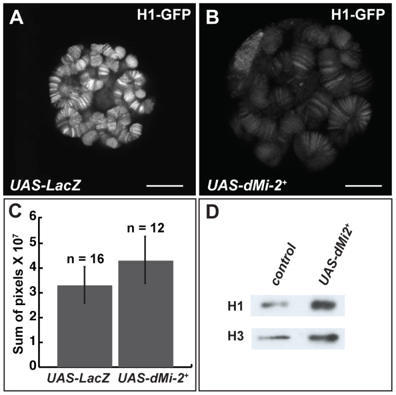 dMi-2 does not promote chromatin decondensation by antagonizing histone H1 assembly.