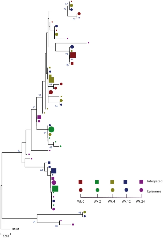 Phylogenetic tree of patient 1.