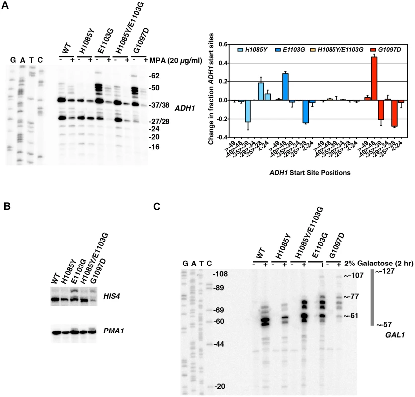 Pol II TL contributes to start site selection at a number of genes.