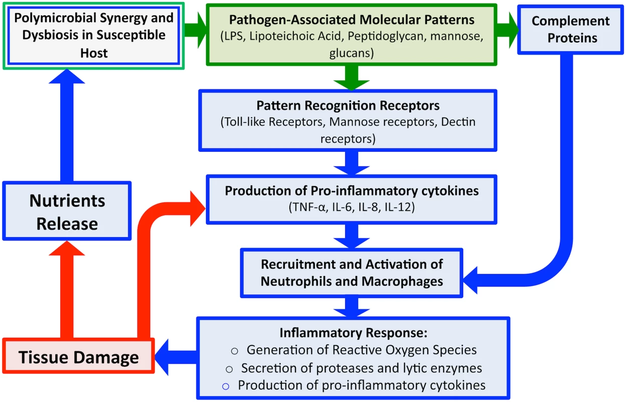 An overview schematic of the microbial and host-associated pathologies of periodontal disease.