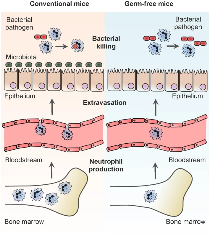 Systemic regulation of neutrophil production and function by the microbiota.