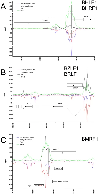 Identification of methylation-dependent Zta binding to selected viral promoter elements <i>in vivo</i> and <i>in vitro</i>.
