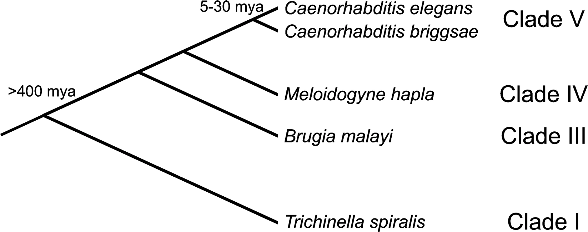Phylogenetic relationships between the species used in this study.