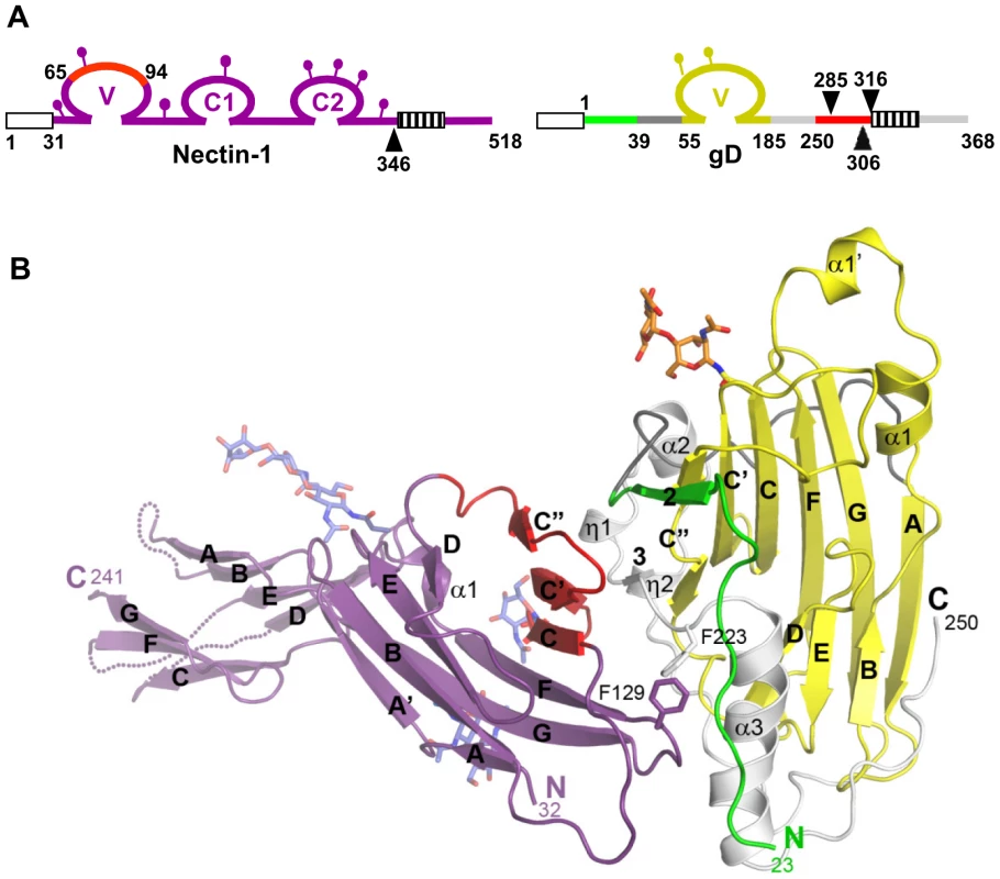 Structure of the gD/Nectin-1 complex.