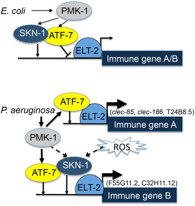 ELT-2-PMK-1-ATF-7-SKN-1 interactions in gene regulation.