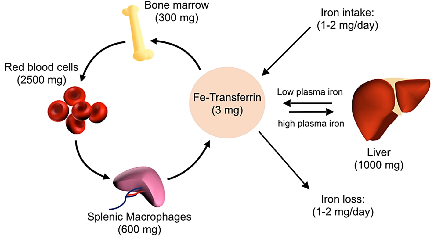 Overview of host iron homeostasis.
