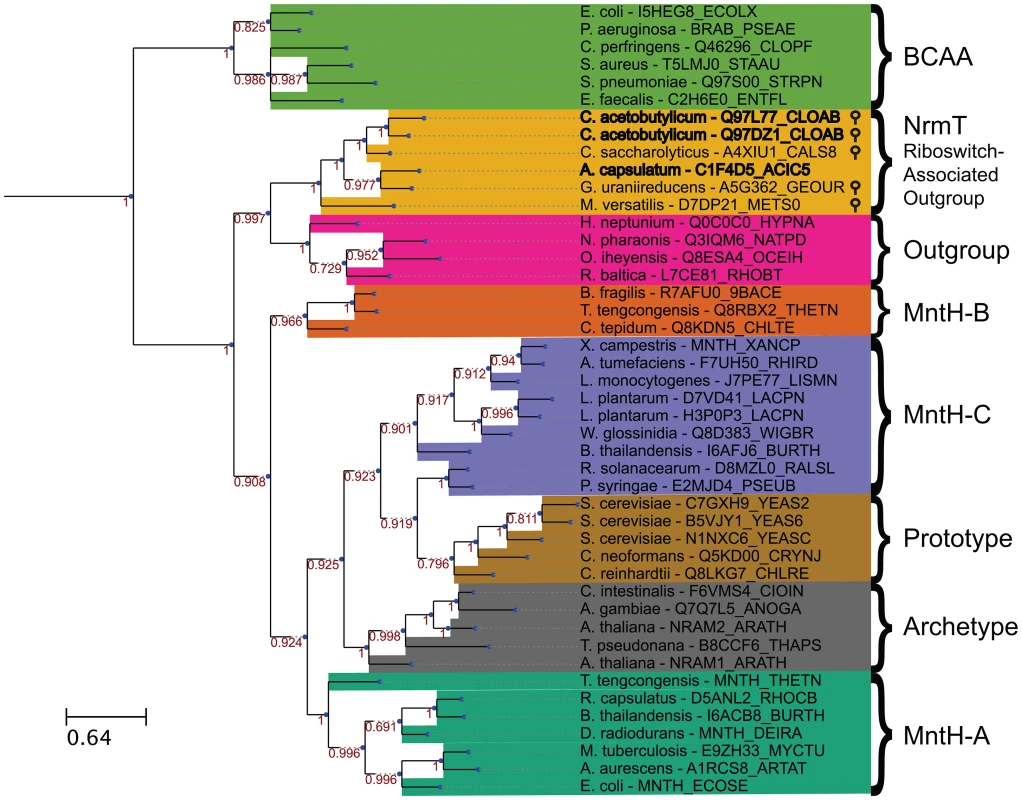 Bayesian phylogenetic tree of 45 Nramp family transporters, Nramp outgroup proteins, riboswitch-associated outgroup members, and branched-chain amino acid transporters.