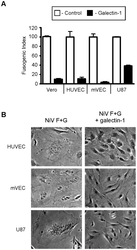 Galectin-1 blocks NiV-F and G mediated syncytia formation of endothelial and glial cells.