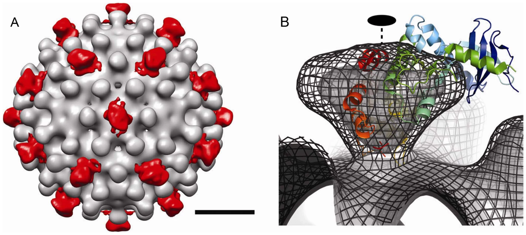 The difference map and modeling of SRPKΔ on Cp183 Capsid.