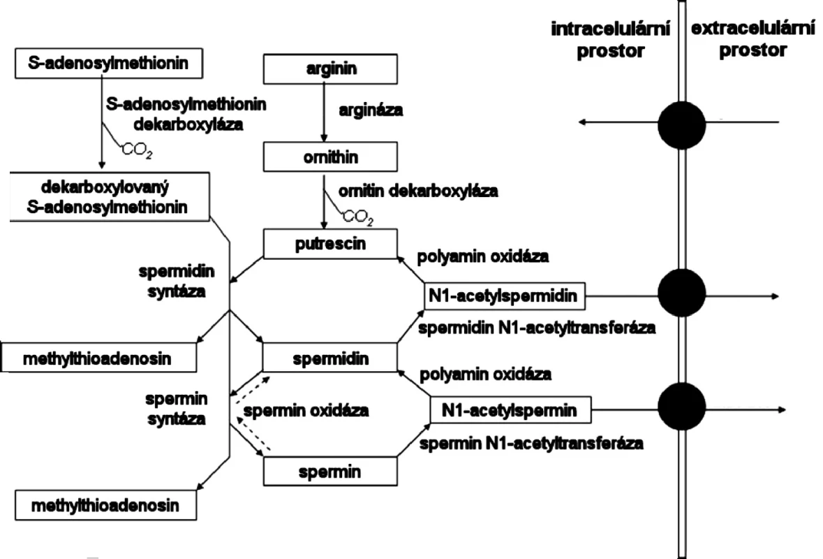 Metabolismus polyaminů (20)