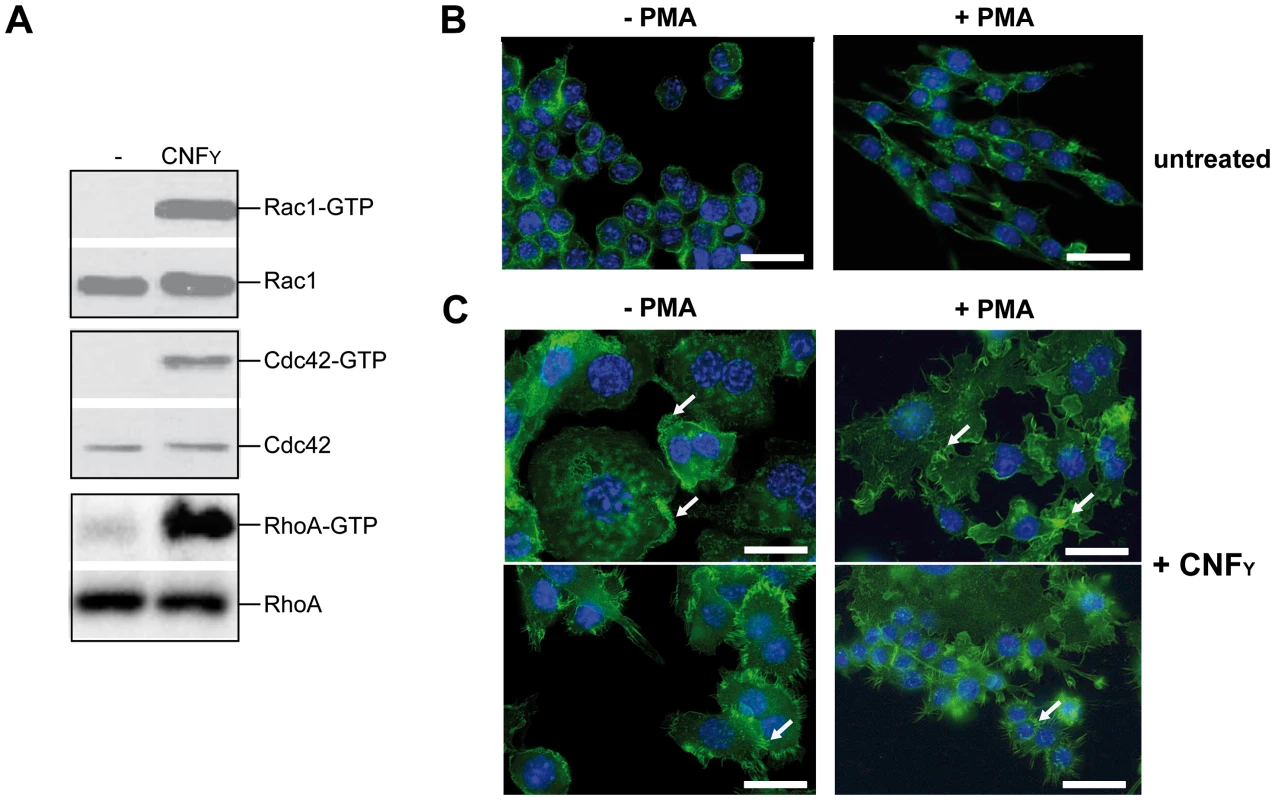 CNF<sub>Y</sub>-mediated activation of Rho GTPases and morphologic modification and F-actin rearrangements of murine macrophages.