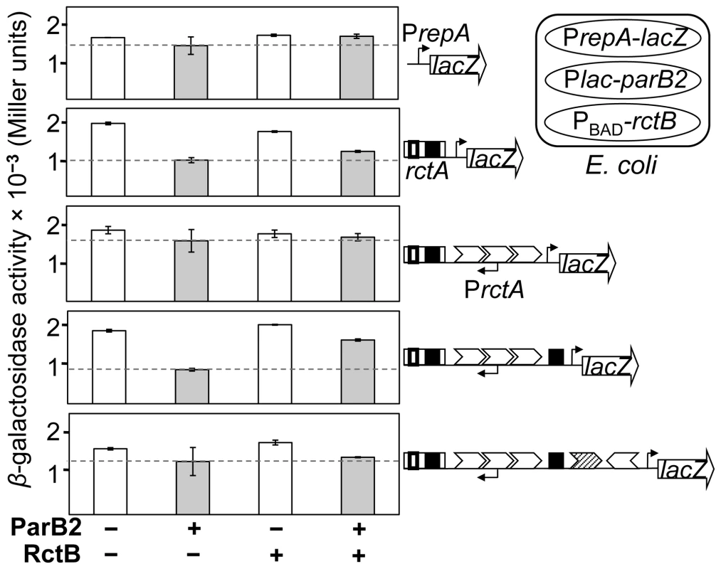 Silencing of a reporter promoter P<i>repA</i> by ParB2 without requiring <i>parS2-B</i>.