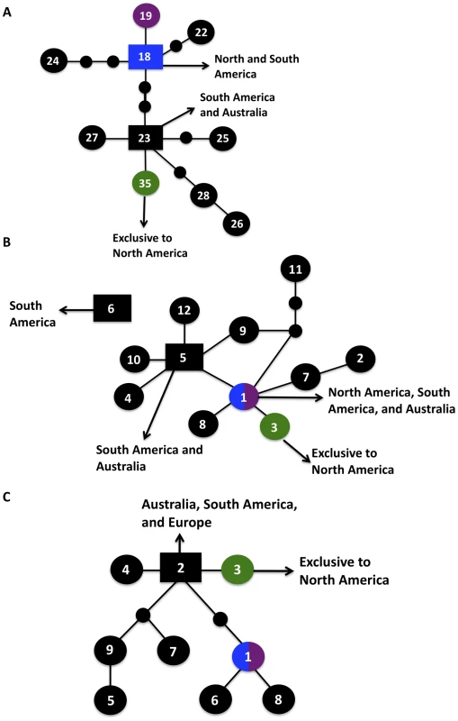 Haplotype networks define allele ancestry.