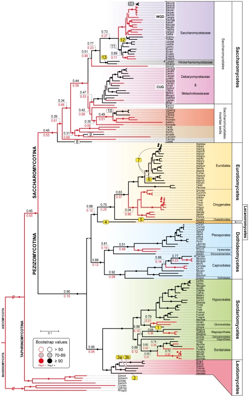 Species phylogeny and <i>FSY1</i> ancestral state reconstruction.