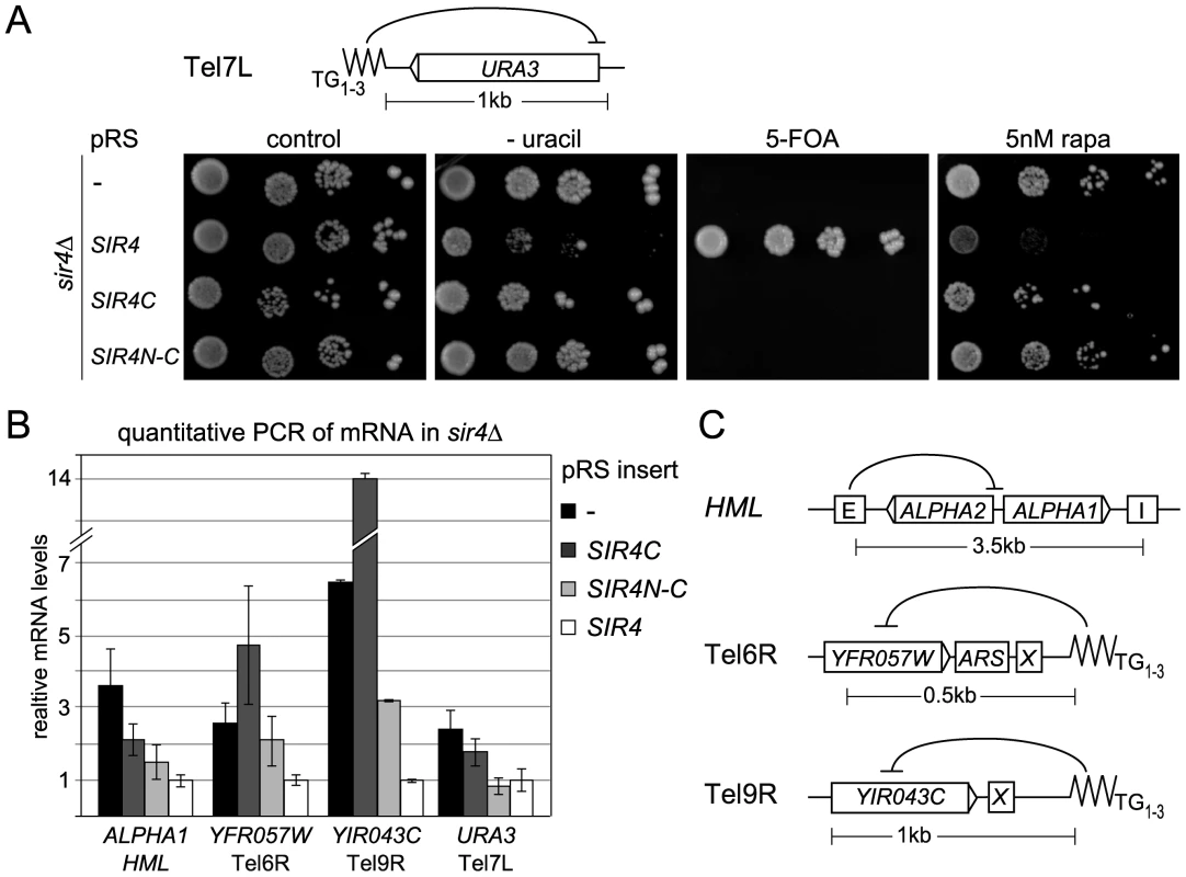 Sir4C is not sufficient for silencing at telomeres.