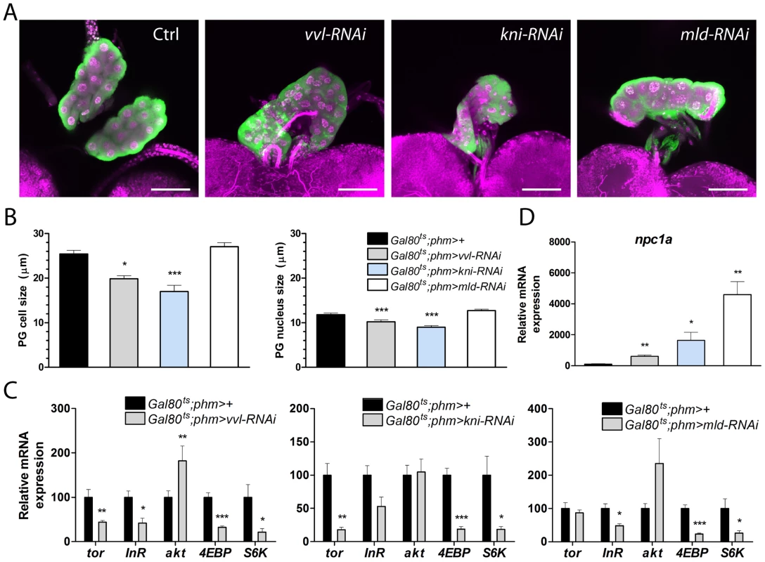 <i>vvl</i> and <i>kni</i> knock down affects PG cell size and disturbs PTTH/Torso and insulin/TOR signaling.