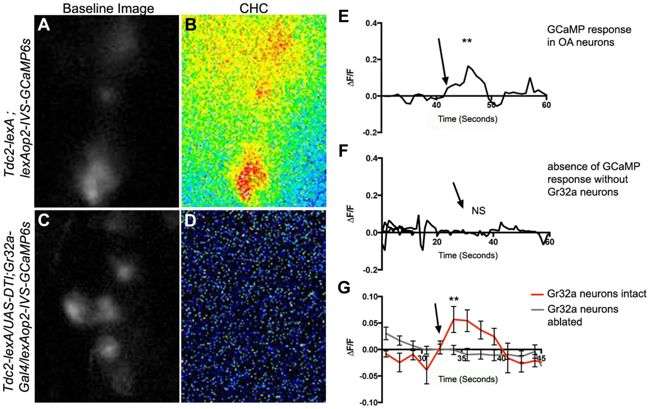 Male CHCs evoke intracellular Ca<sup>2+</sup> responses in OA neurons that are dependent on Gr32a neurons.