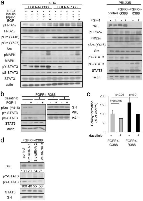 FGFR4-R388 promotes Src and STAT3 signaling in pituitary tumor cells.