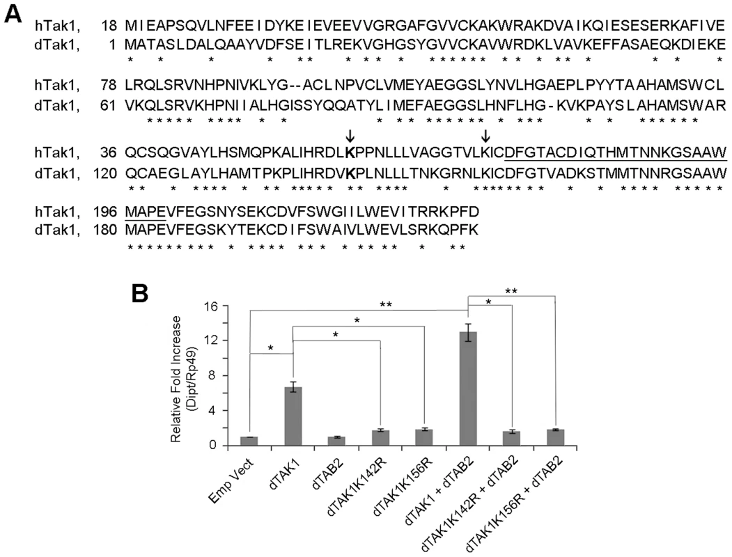 Lys 142 and Lys 156 of dTAK1 are essential for immune signalling.