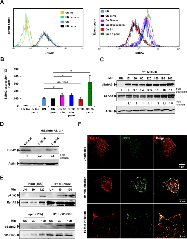 <i>Ctr</i>-induces EphA2 activation and receptor internalization which associates with pPI3K during early infection.
