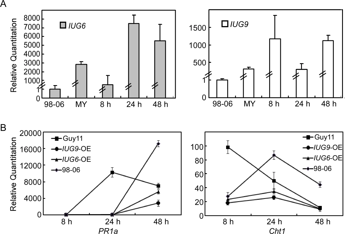Over-expression of <i>IUG6</i> or <i>IUG9</i> in Guy11 suppresses defense-related genes in rice.