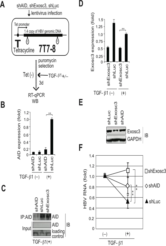 TGF-β1-mediated reduction of HBV transcripts depends on AID and Exosc3.