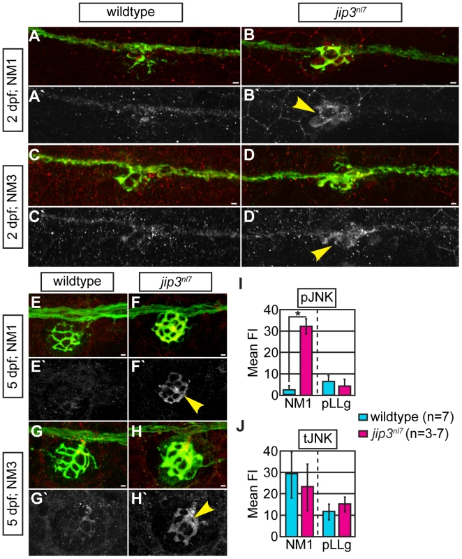 pJNK levels were elevated in <i>jip3<sup>nl7</sup></i> axon terminals.