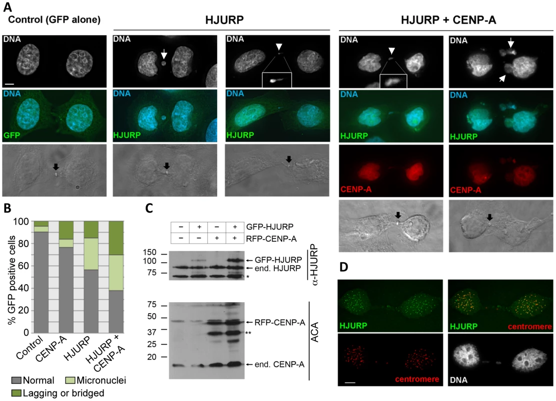 Chromosome segregation errors in human cells over-expressing of <i>HJURP</i> and <i>CENP-A.</i>