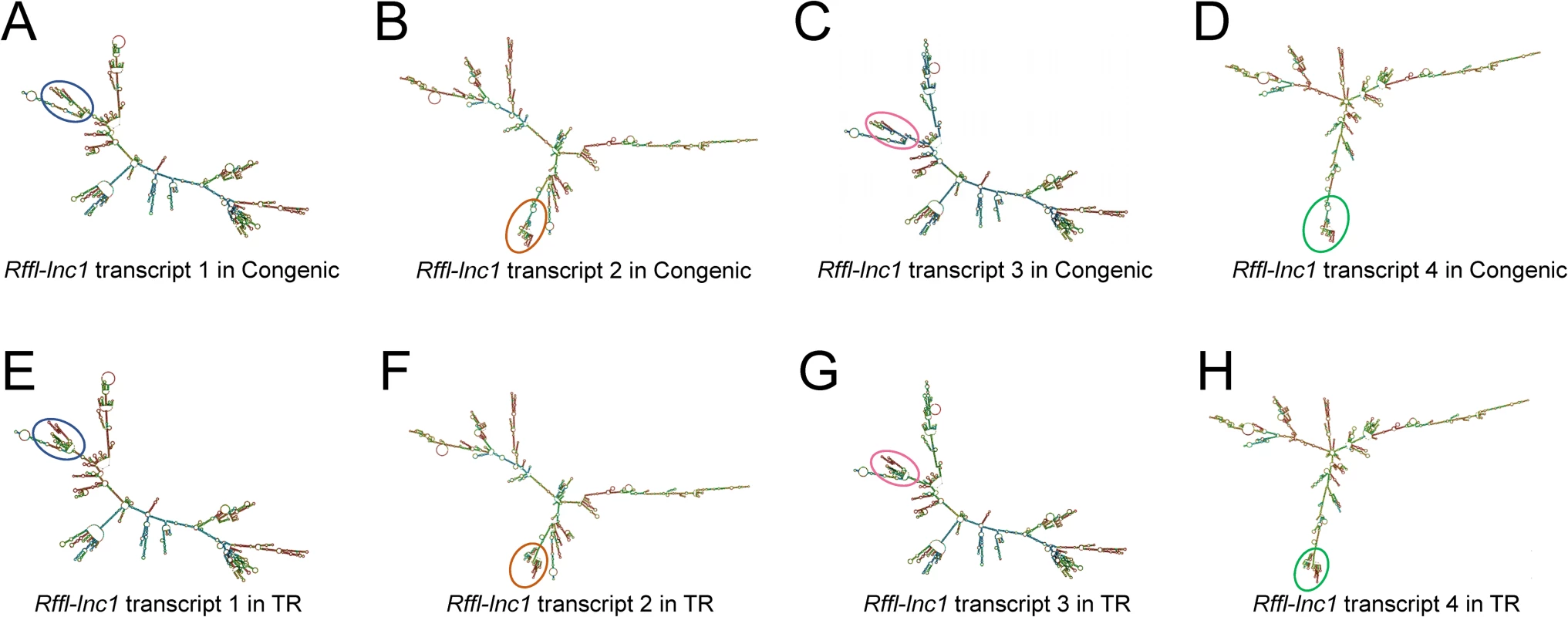 Bioinformatics prediction of <i>Rffl-lnc1</i> secondary structures in the S.LEW congenic rat and 19bp knock-in targeted rescue (TR) model.