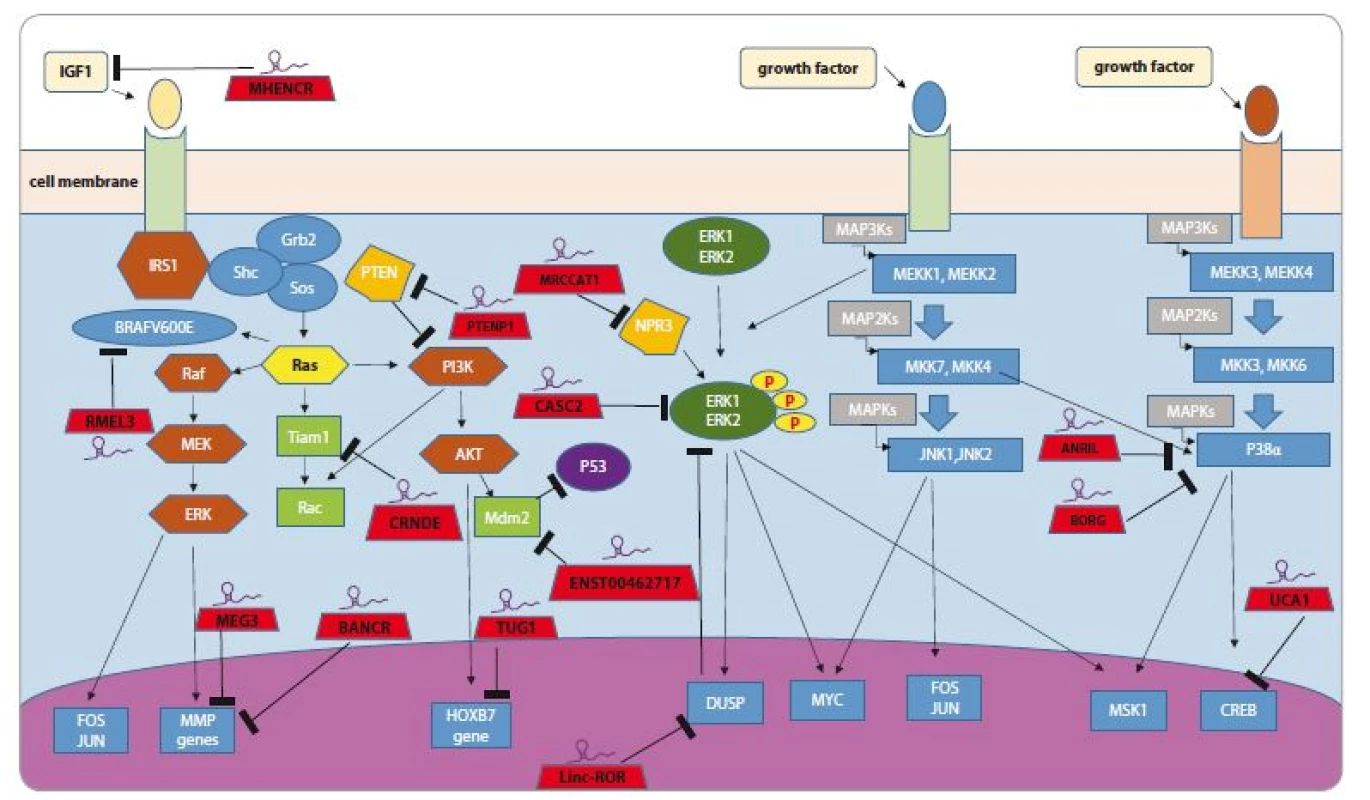 Schema of mitogen-activated protein kinase (MAPK) pathway with several proteins involved in it. Long non-coding RNAs (demonstrated in red terapeziuses) regulate this pathway at several points.