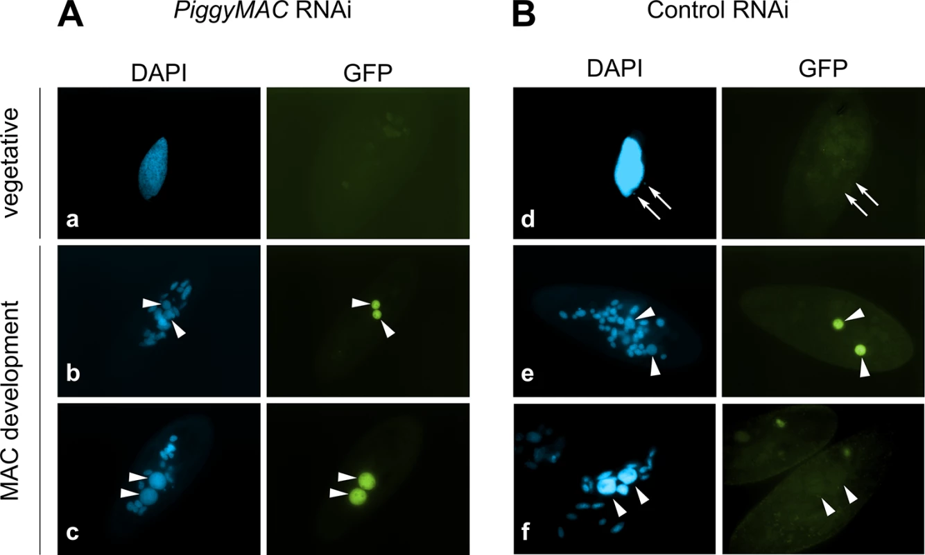 Localization of the GFP-TFIIS4 fusion protein upon <i>PiggyMac</i> RNAi.