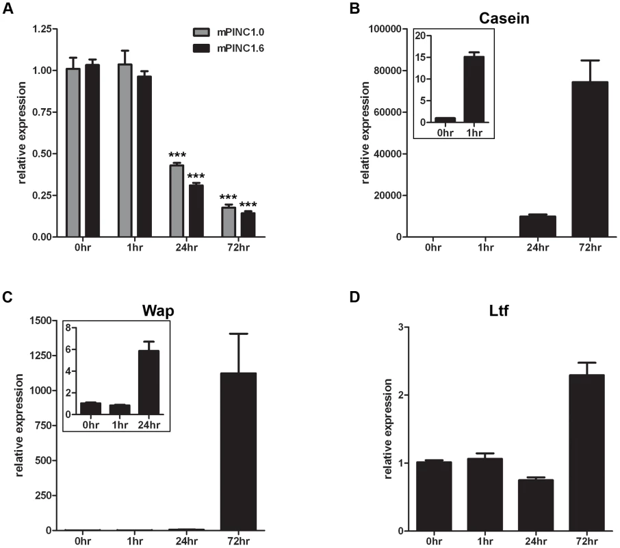 <i>mPINC</i> expression declines during lactogenic hormone induced differentiation of HC11 cells.