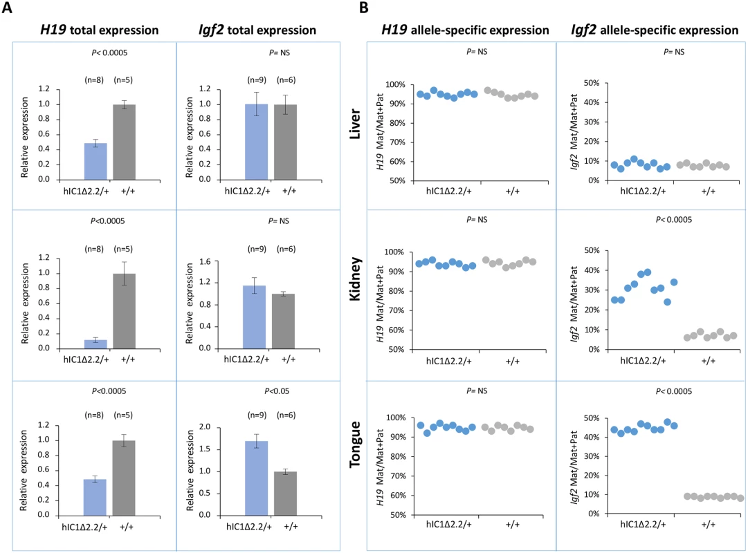 Analysis of <i>H19</i> and <i>Igf2</i> expression in <i>H19</i><sup><i>hIC1</i>Δ<i>2</i>.<i>2/+</i></sup> newborn mice.