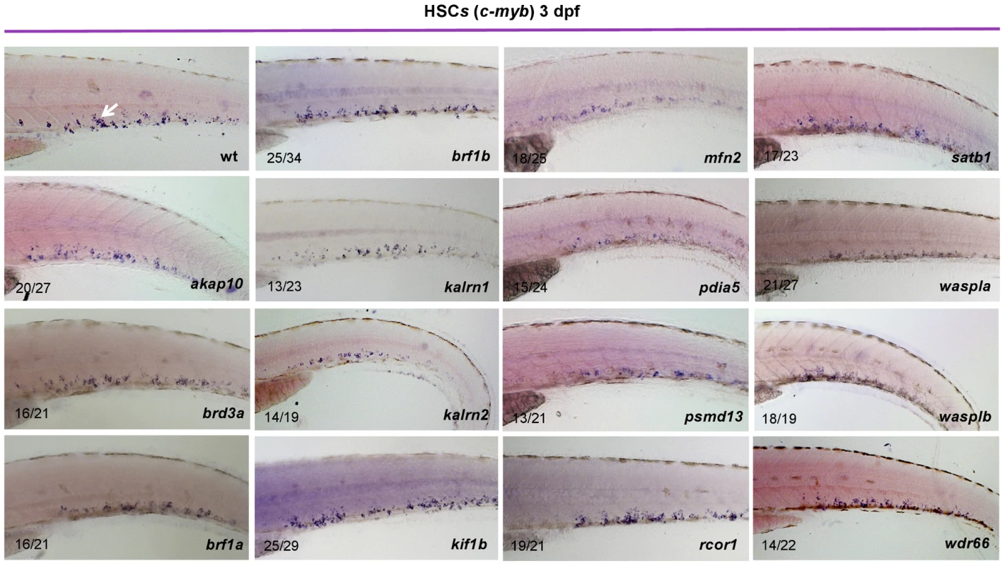 Characterization of HSCs in candidate gene depleted embryos.