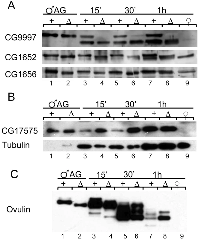 Post translational modification, stability, and abundance of seminal fluid proteins in mates of <i>iab-6<sup>cocu</sup></i> or control males.