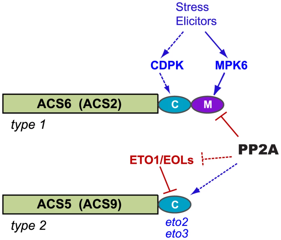 Model for PP2A-mediated regulation of ACS isozyme stability.