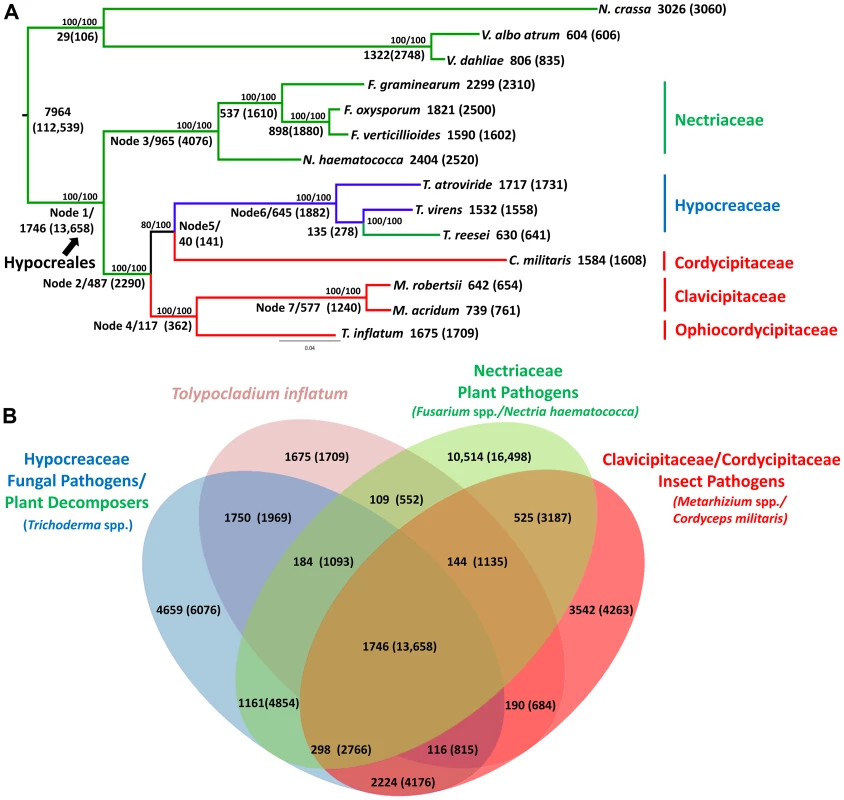 Phylogenetic relationships and orthologous gene clusters.