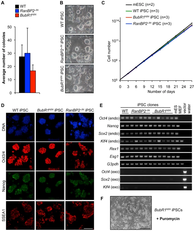 MEFs with W-CIN gene mutations can be efficiently reprogrammed into iPSCs.