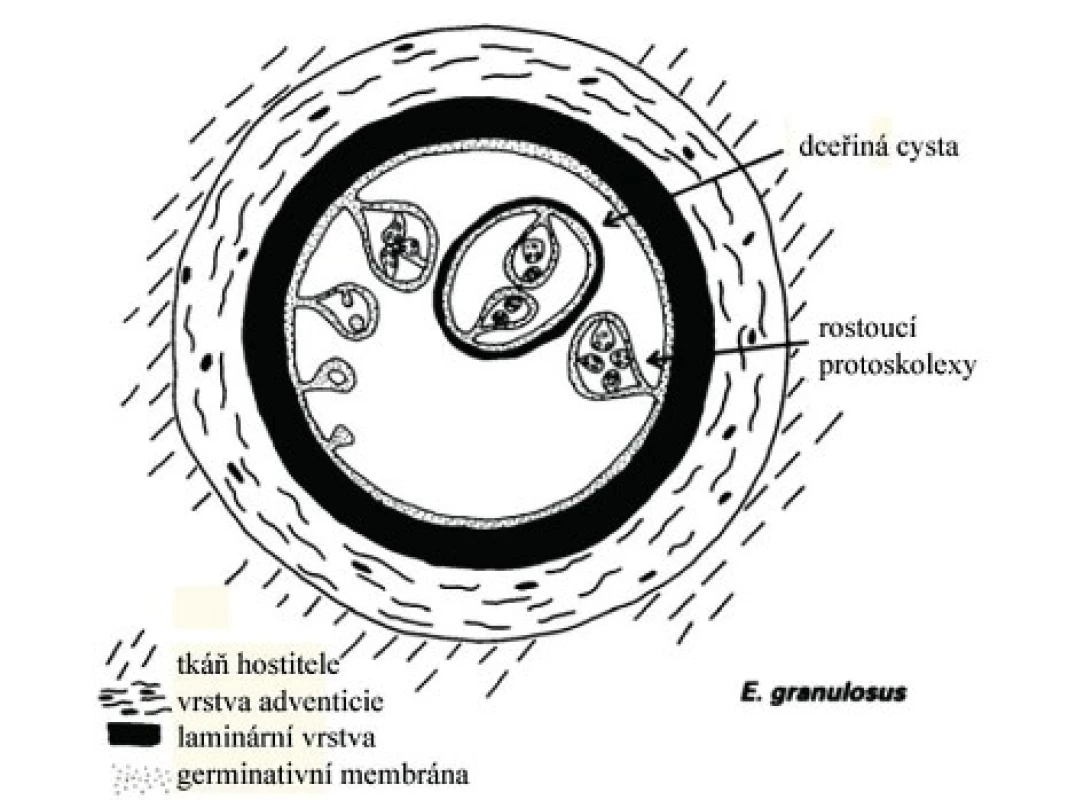 Schéma ložiska E. Granulosus (Podle Eckert J. (2001) WHO/OIE manual on Echinococcosis in humans and animals: a zoonosis of global concern).