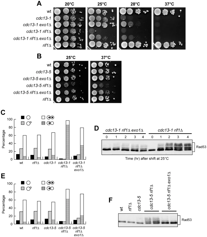 <i>EXO1</i> deletion partially suppresses cell lethality and checkpoint activation in <i>cdc13 rif1</i>Δ cells.