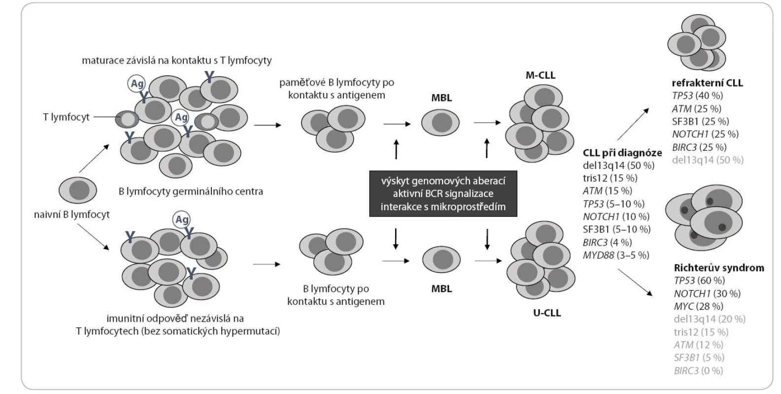 Klonální evoluce CLL a přítomnost molekulárních lézí v jednotlivých stadiích onemocnění. Hlavní mechanizmy patogeneze CLL jsou vypsány v šedém rámečku (podle Gaidano et al, 2012) [117].