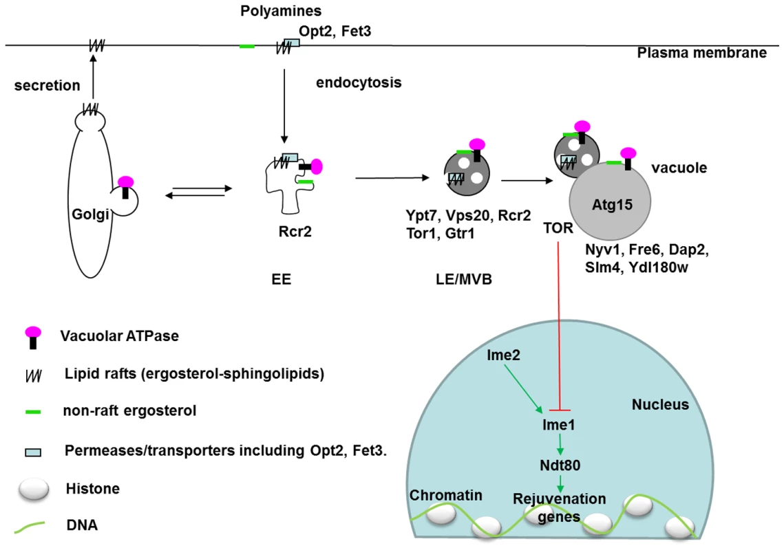 Localization of vacuole-related DR–essential proteins and lipids in yeast cells.