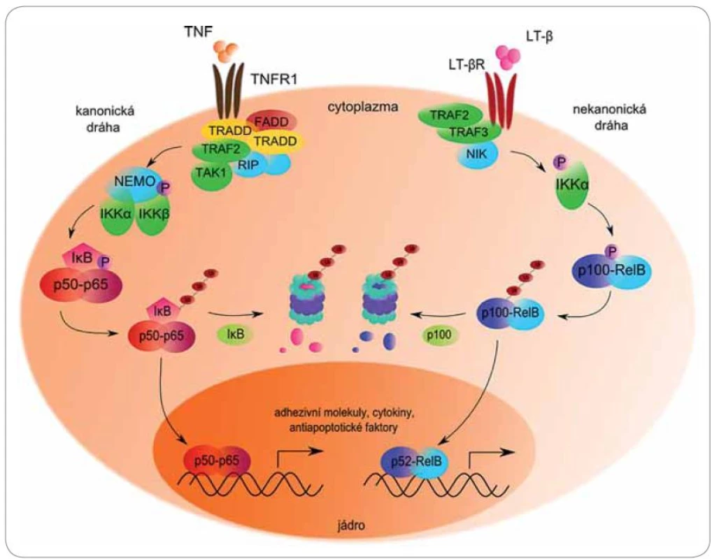 Role proteazomu v kanonické a nekanonické cestě aktivace transkripčního faktoru NFκB.
