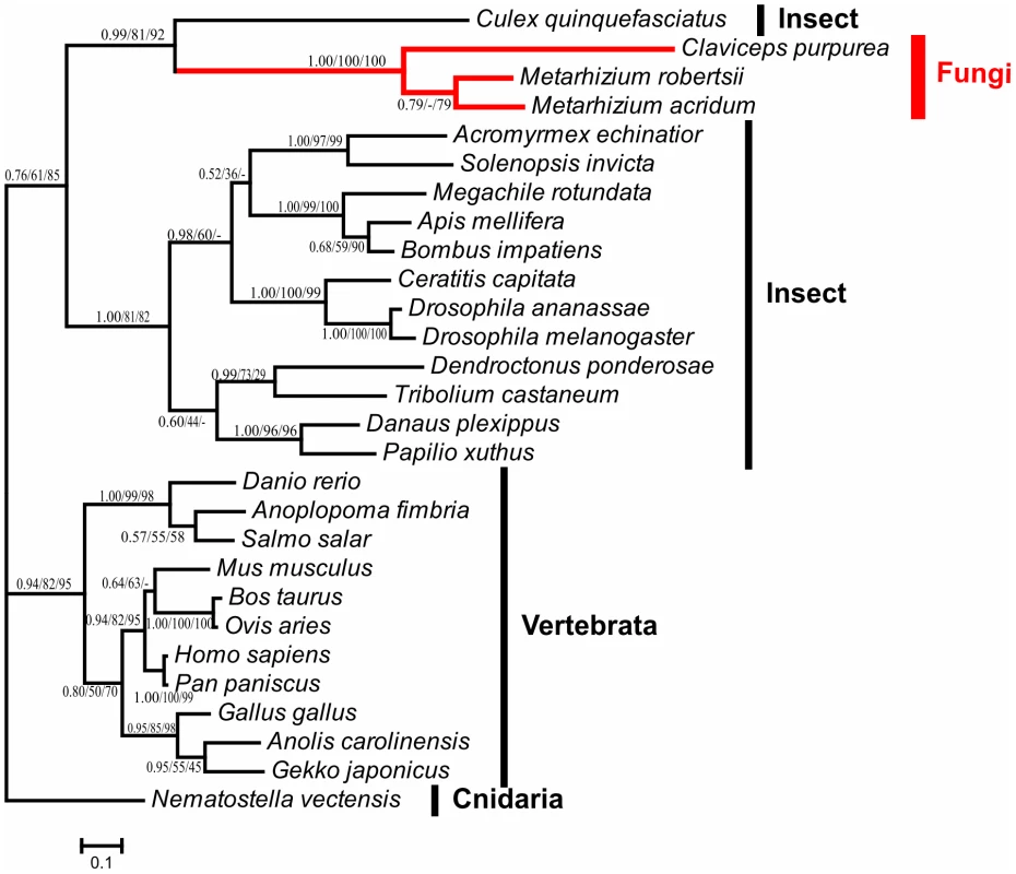 Phylogenetic analysis of fungal NPC2a proteins and their homologs.