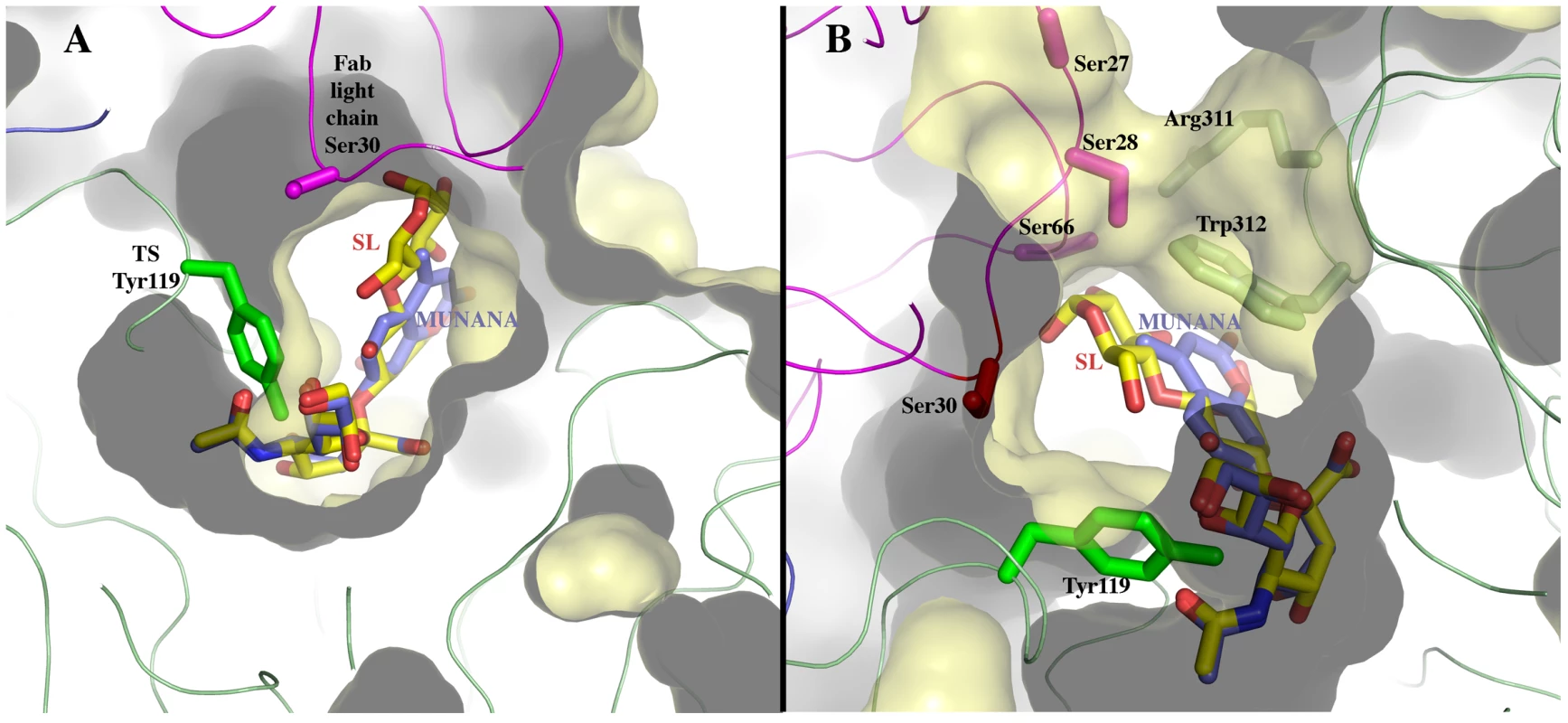 Sialoconjugate substrates modeled in the TS reaction center, in the context of the immunocomplex structure.