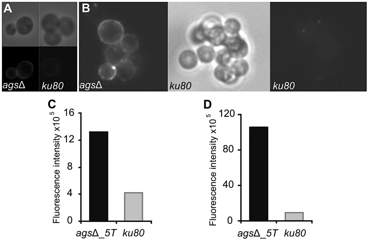 Labeling of the surfaces of <i>ags</i>Δ_<i>5T</i> and parental strain swollen conidia by WGA and the β(1,3)-glucan receptor GNBP3.