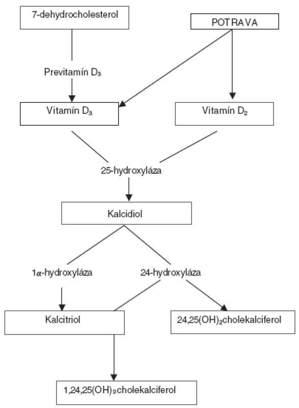 Schéma metabolizmu vitamínu D.