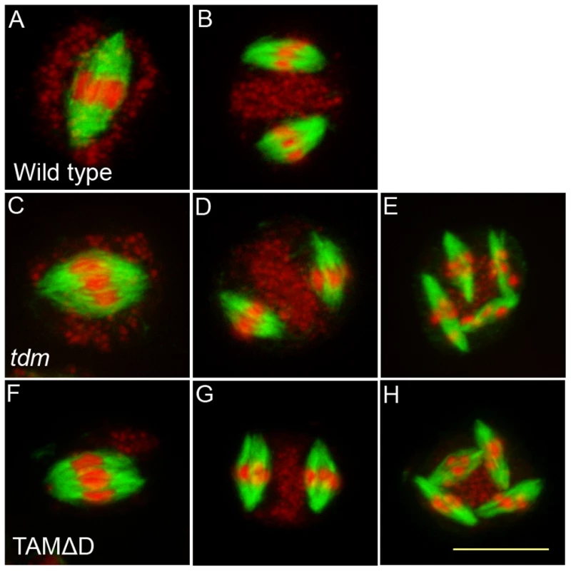 Four spindles form at meiosis III in TAMΔD plants.
