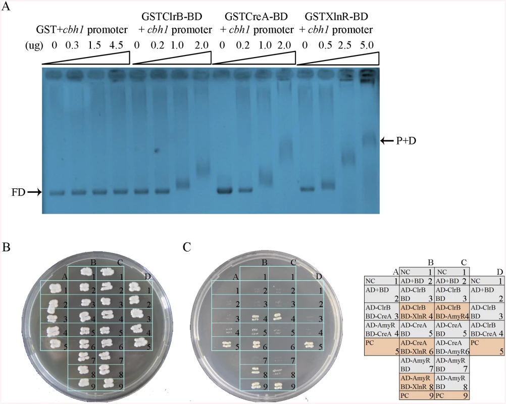 Electrophoretic mobility shift assay and protein interaction among ClrB, CreA, AmyR and XlnR.