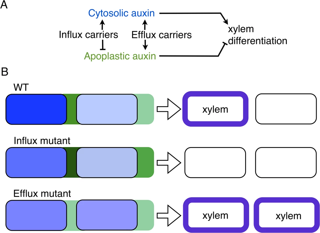 A model of apoplastic and cytoplasmic auxin control of xylem differentiation.